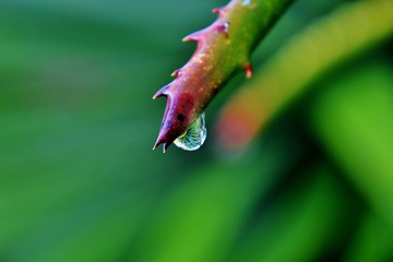 Image showing raindrop on aloe vera leaf