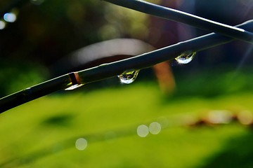 Image showing Raindrops on bamboo grass
