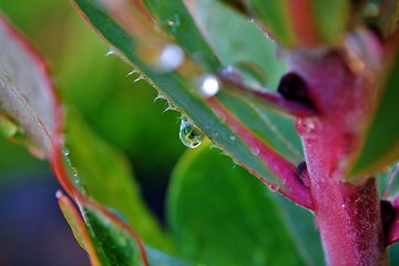 Image showing Rain drop