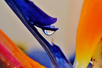 Image showing Strelitzia Reginae