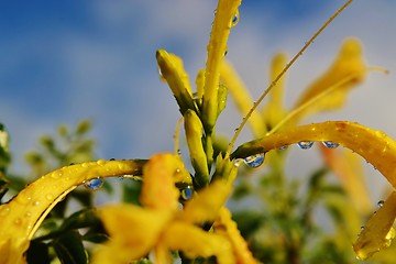 Image showing Raindrops on blossom