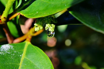 Image showing Raindrop on leaf