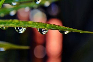 Image showing Raindrops on leaf