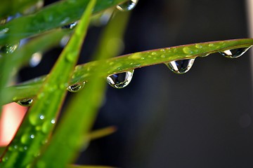 Image showing Raindrops on leaf