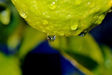 Image showing Raindrops on lemon