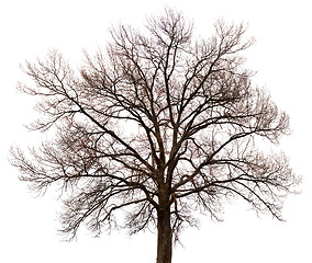 Image showing Silhouette of a tree on white background