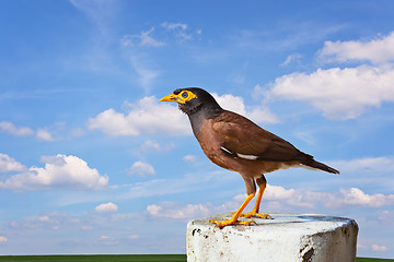 Image showing Common mynah bird