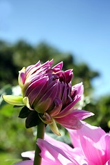 Image showing pink flower