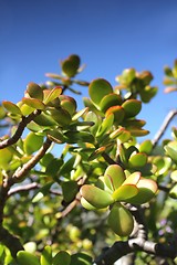 Image showing thick leaf plant and summer sky