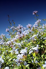 Image showing blue flower meadow and blue sky