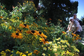 Image showing summer meadow in the park