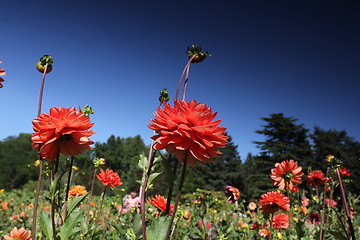 Image showing red flower meadow and blue sky