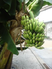 Image showing Growing Bananas