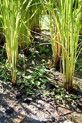 Image showing reed in a swamp