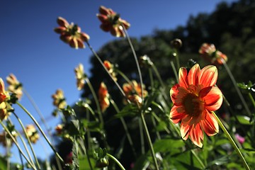 Image showing red and yellow flowers looking at the sun