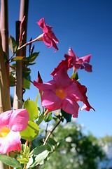 Image showing pink flowers