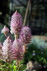 Image showing pink flower forest