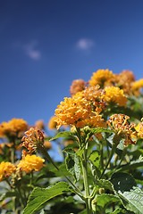 Image showing yellow flower meadow and blue sky