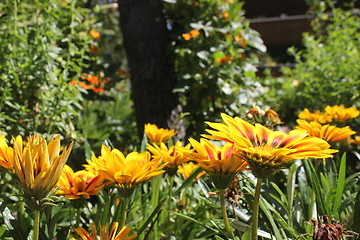 Image showing yellow flower meadow