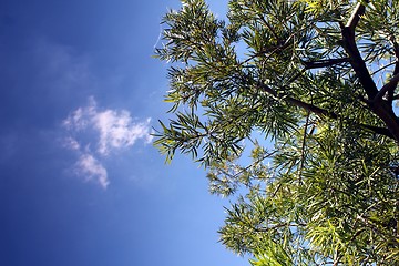 Image showing summer tree