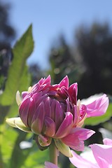 Image showing pink flower