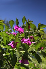 Image showing pink flowers