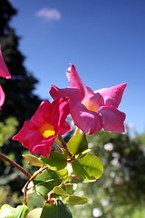 Image showing pink flowers