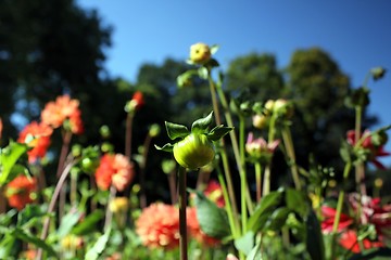 Image showing flower bulbs