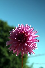 Image showing pink flower