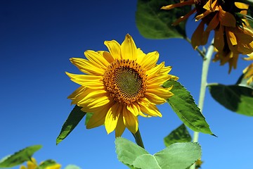 Image showing sunflower and blue summer sky
