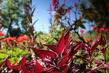 Image showing red flower meadow and blue sky