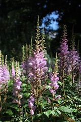 Image showing pink flower forest