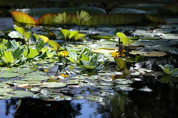 Image showing water lilies an a beautiful pond