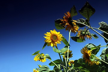 Image showing sunflowers and blue summer sky