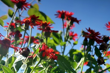 Image showing red flower meadow and blue sky