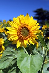 Image showing sunflower and blue summer sky