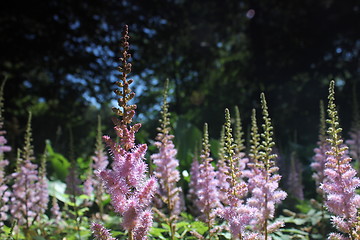 Image showing pink flower forest