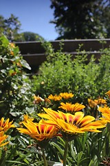 Image showing yellow flower meadow