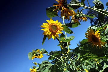 Image showing sunflowers and blue summer sky