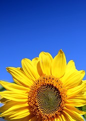 Image showing half of a sunflower and blue summer sky