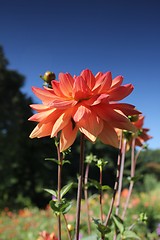 Image showing flower with bee