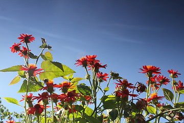 Image showing red flower meadow and blue sky