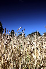 Image showing wheat field with summer sky