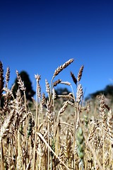 Image showing wheat field with summer sky
