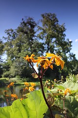 Image showing yellow summer flower at the pond