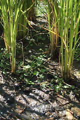 Image showing reed in a swamp