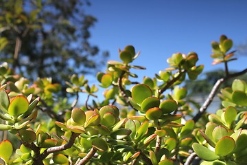 Image showing thick leaf plant and summer sky