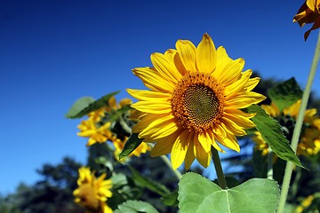 Image showing sunflowers and blue summer sky