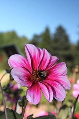 Image showing flower with bumblebee