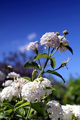 Image showing white flower and summer sky